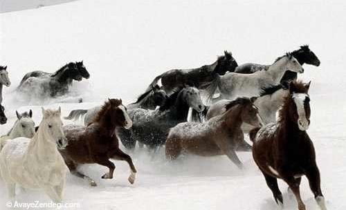 عکس های جالب و دیدنی از حیوانات در برف