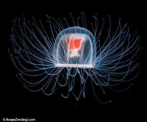 نوتریکولا حیرت انگیزترین موجود زنده در دنیا