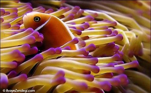 زیبایی های دنیای زیر آب‎