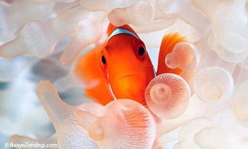  زیبایی های دنیای زیر آب‎ 