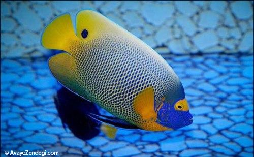  زیبایی های دنیای زیر آب‎ 