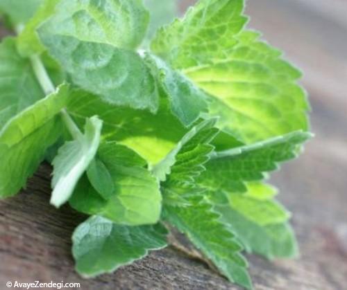 10 گیاه ضددرد را بشناسید