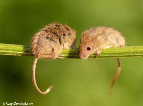 موش کوچولوهای بامزه
