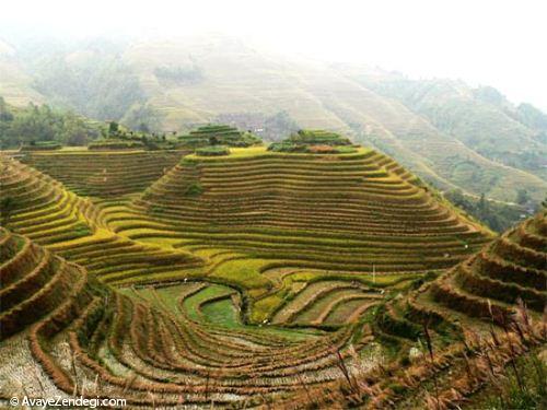  زیباترین مزارع برنج دنیا 