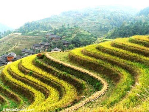  زیباترین مزارع برنج دنیا 
