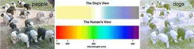  سگها اجسام را چگونه می‌بینند؟