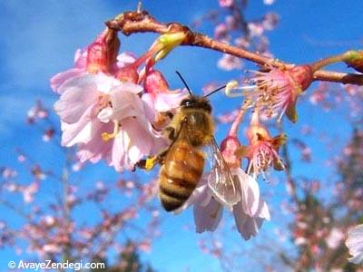 زندگی زنبور عسل