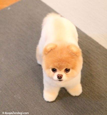 معروف ترین سگ دنیا(بو Boo)