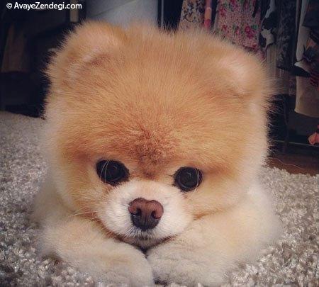 معروف ترین سگ دنیا(بو Boo)