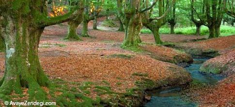  درختان شگفت انگیز در پارک اسپانیا 