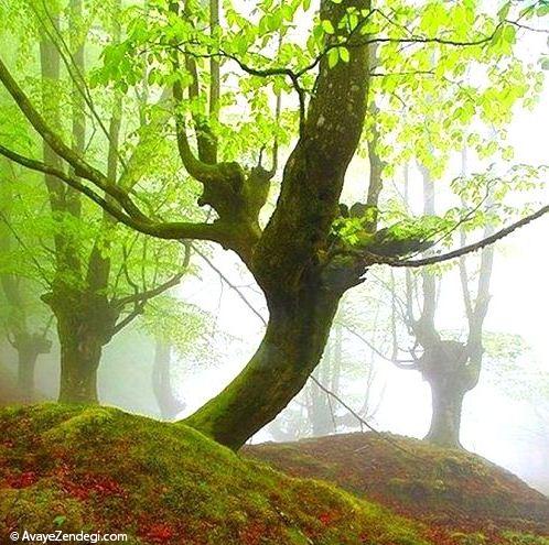  درختان شگفت انگیز در پارک اسپانیا 