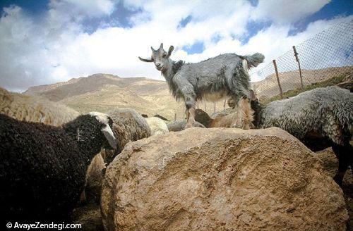 جاذبه گردشگری روستای وزنا قزقانچای 