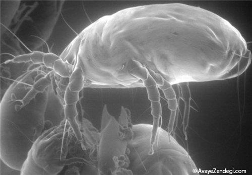  اندام جالب موجودات میکروسکوپی 