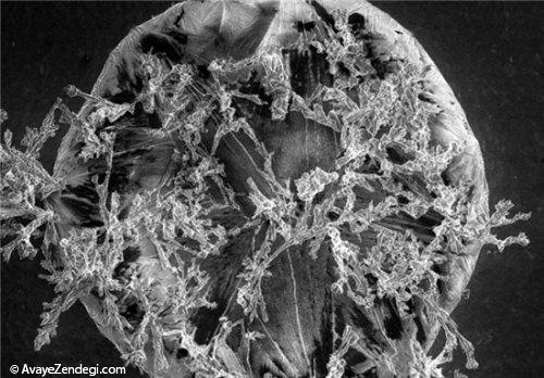  اندام جالب موجودات میکروسکوپی 