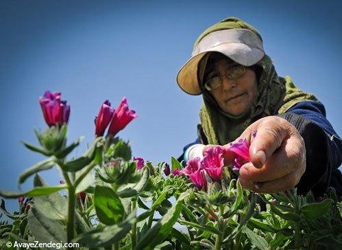  زنان ایرانی در حال برداشت گل‌ گاو‌ زبان 