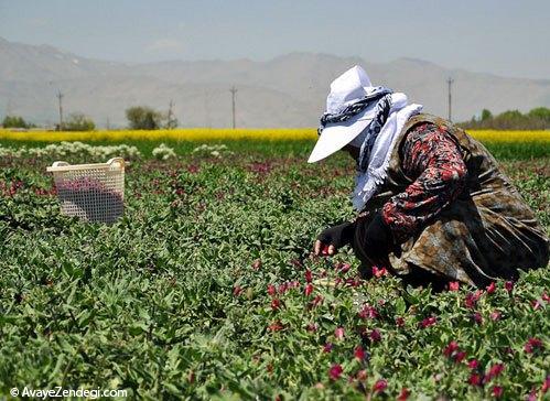  زنان ایرانی در حال برداشت گل‌ گاو‌ زبان 