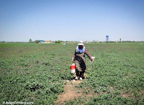  زنان ایرانی در حال برداشت گل‌ گاو‌ زبان 