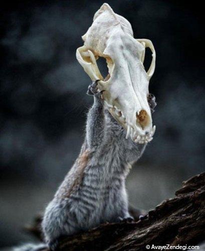  عکس های جالب از کنجکاوی سنجاب 