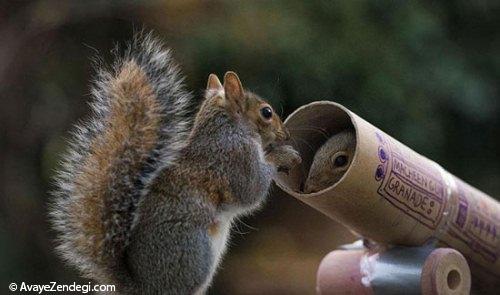  عکس های جالب از کنجکاوی سنجاب 