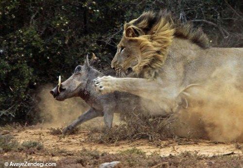  تصاویری از لحظه شکار یک شیر 