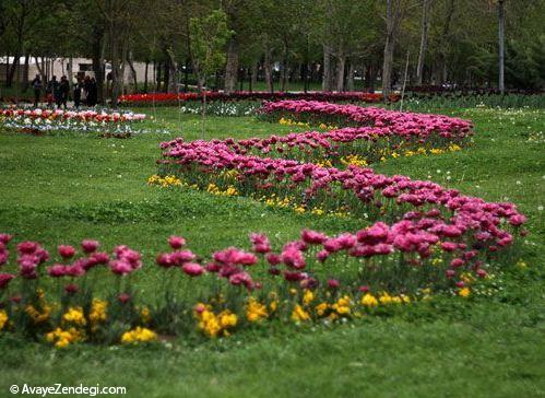  باغ گل های لاله در مشهد 