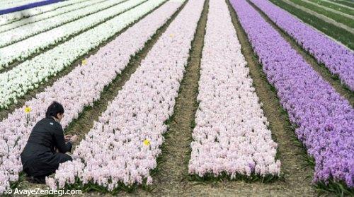 مزرعه گل سنبل در هلند