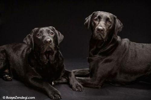 سگ های سیاه