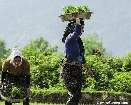  زنان شالیکار شمال 