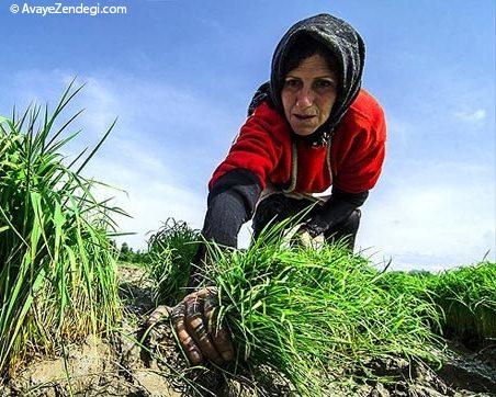  زنان شالیکار شمال 