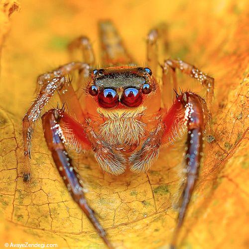 عکس های زیبا از عنکبوت
