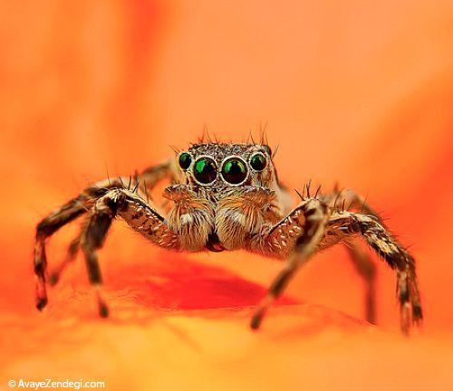 عکس های زیبا از عنکبوت