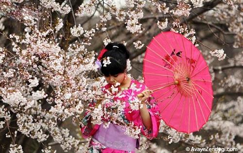 شکوفه های گیلاس در ژاپن