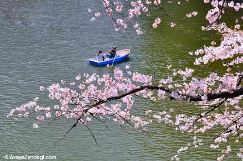 شکوفه های گیلاس در ژاپن