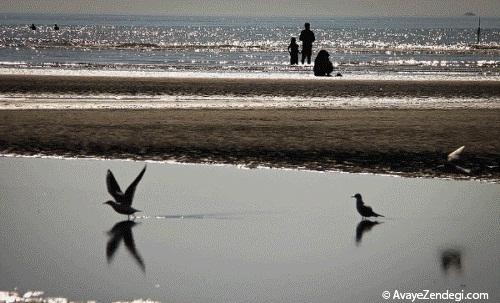  آب تنی زمستانی در ساحل بندرعباس 