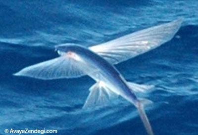  چرا ماهی های پرنده بال دارند؟ 
