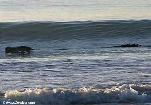 عکس های جالب از موج‌ سواری سوسمار