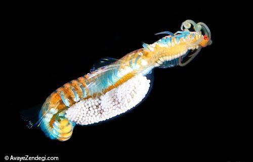  عکس های جالب از کرم دریایی 