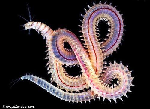 عکس های جالب از کرم دریایی 