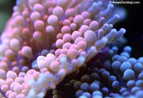  عکس های جالب از مرجان دریایی از نمای نزدیک 