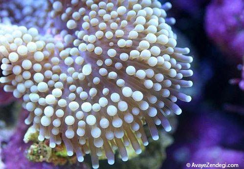  عکس های جالب از مرجان دریایی از نمای نزدیک 