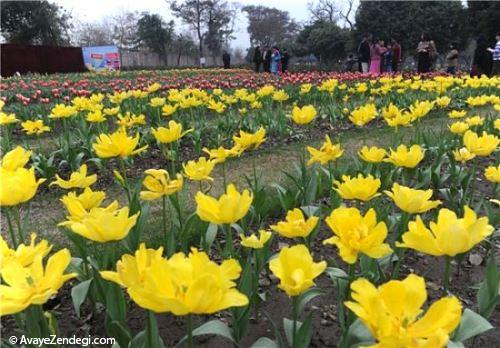 نمایشگاه گل لاله در شهر لاهور
