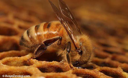  عکس های جالب از زندگی زنبور عسل 