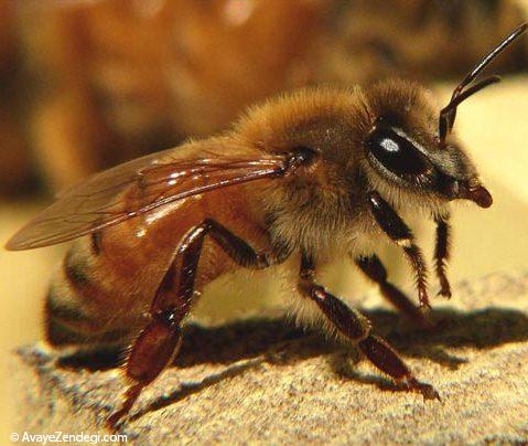  عکس های جالب از زندگی زنبور عسل 