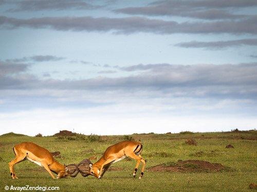  تصاویر متفاوت و دیدنی از حیات‌وحش کنیا 