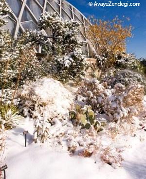 زمستان زیبا در باغ های گیاه شناسی دنیا