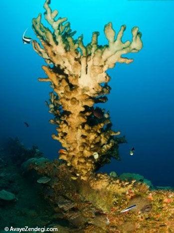 در اعماق کارائیب با صخره‌های مرجانی