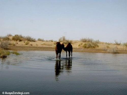 کویر مصر در قلب ایران!