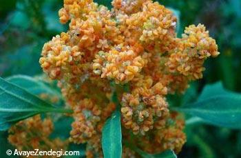 آیا گیاه کینوا را می شناسید؟