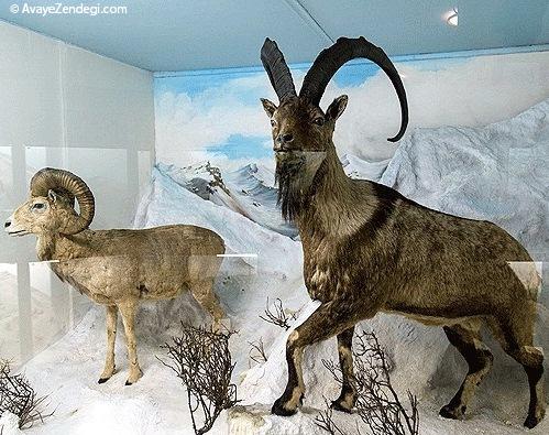  موزه تاریخ طبیعی همدان 