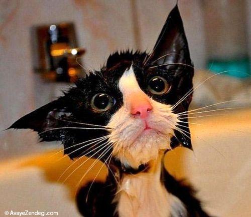 عکس های جالب از گربه های آب کشیده 